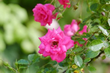 Arka plan bulanık güzel fotoğraf blooming gül bush