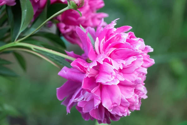 Flower Peony Close Blurred Background — Stock Photo, Image