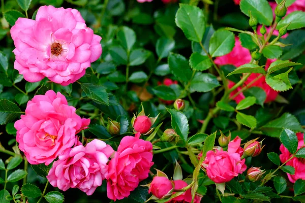 Красивое Фото Цветущего Розового Куста Размытом Фоне — стоковое фото