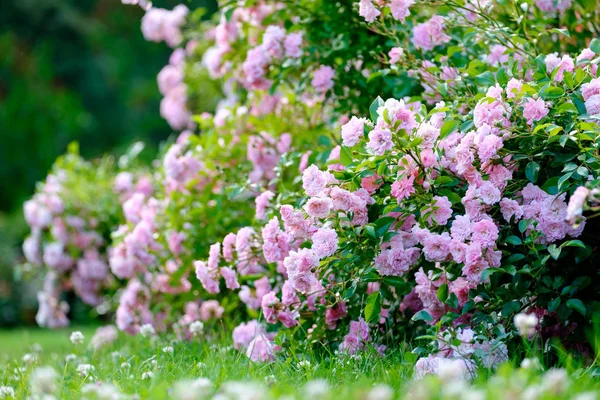 Beautiful Photo Blooming Rose Bush Blurred Backgroun — Stock Photo, Image