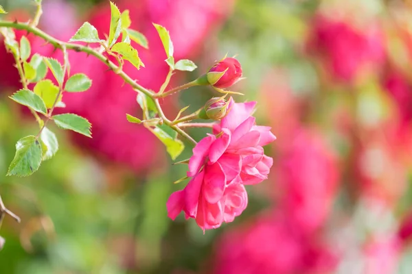 Schöne Foto Blühenden Rosenstrauch Auf Einem Verschwommenen Hintergrund — Stockfoto