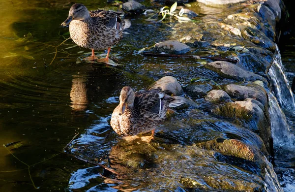 Patos Nas Pedras Perto Lagoa — Fotografia de Stock