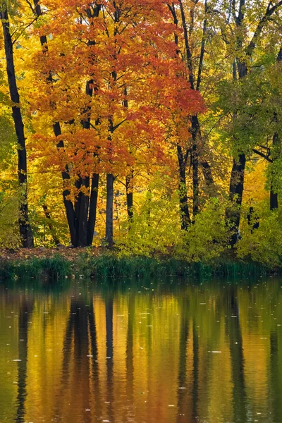 Foto Árvores Outono Junto Lago — Fotografia de Stock