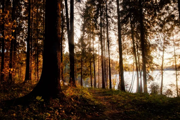 Schöner Wald Der Nähe Des Sees Bei Sonnenuntergang — Stockfoto