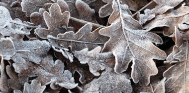 Meşe yaprakları kadar yakın zemin ve Don