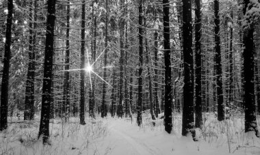 Kış orman ağaçları siyah şort