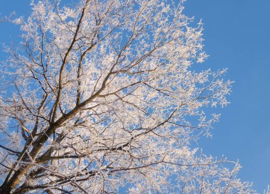 Hoarfrost mavi bir sk karşı içinde ağaç dal