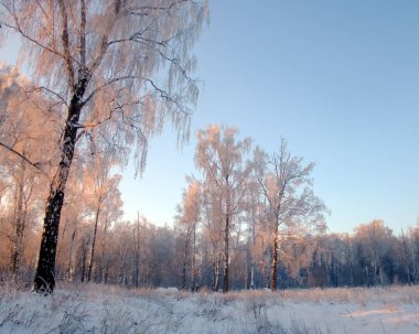 Kar kış ormanının arka planı huş ağacı