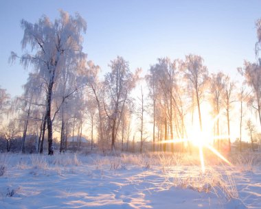 Güneş karşı karda huş ağacı
