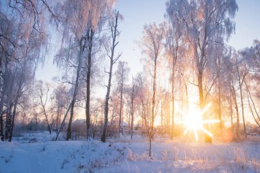 Su karşı karda huş ağacı