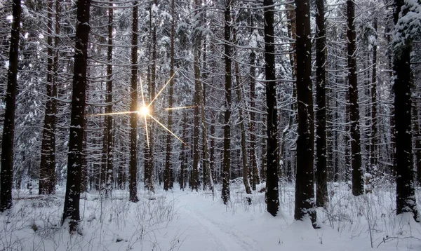 Чорні Стовбури Дерев Зимовому Лісі — стокове фото