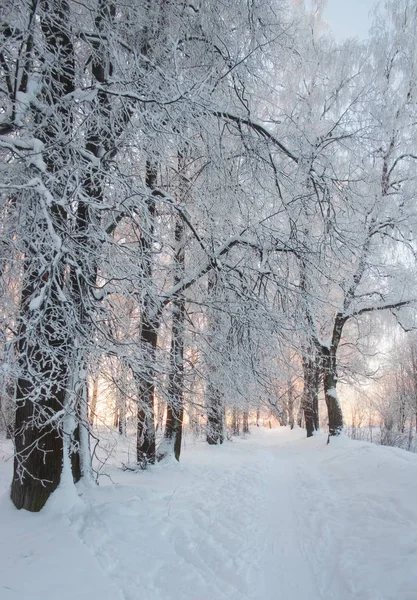 Kış Sokak Ağaçları Kar Ile — Stok fotoğraf
