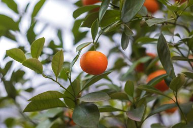 Mandalina yakın çekim ile şube     