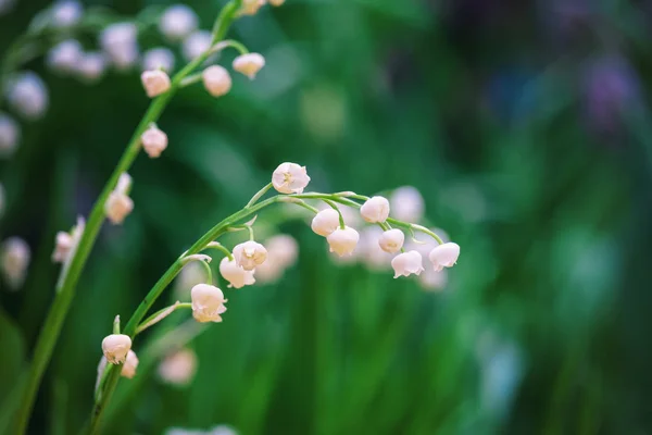 Lily of the valley — Stock Photo, Image