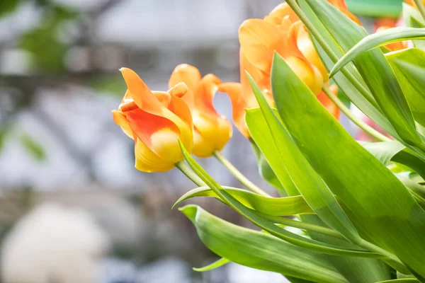 Tulipas em um fundo embaçado — Fotografia de Stock