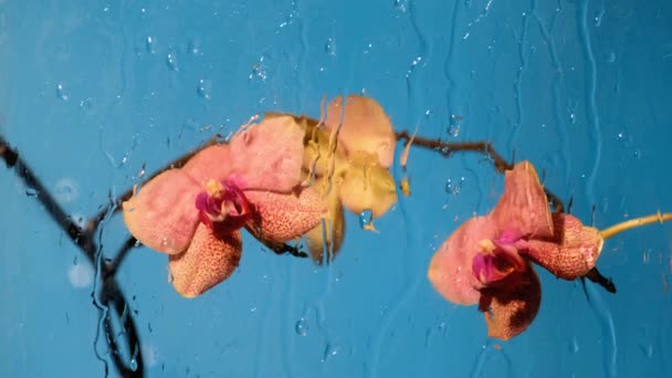 Orchid op blauwe achtergrond — Stockvideo