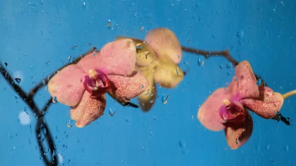 Orquídea no fundo azul — Vídeo de Stock