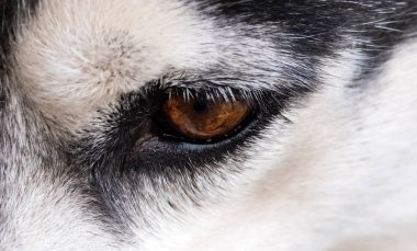bir köpeğin gözleri