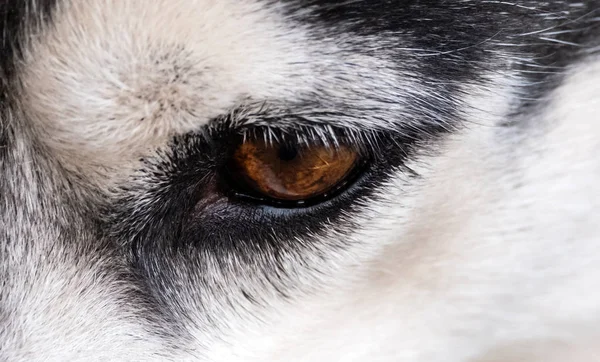 Augen eines Hundes — Stockfoto