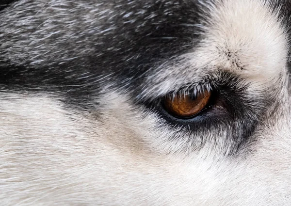 Τα μάτια ενός σκύλου — Φωτογραφία Αρχείου