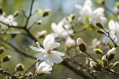 Güzel çiçek açan Manolya