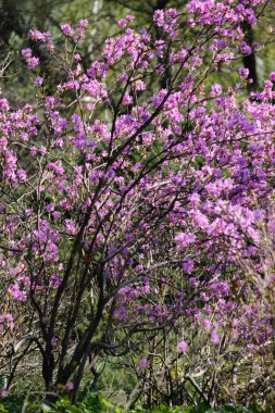 Çiçekli orman gülü çalısı