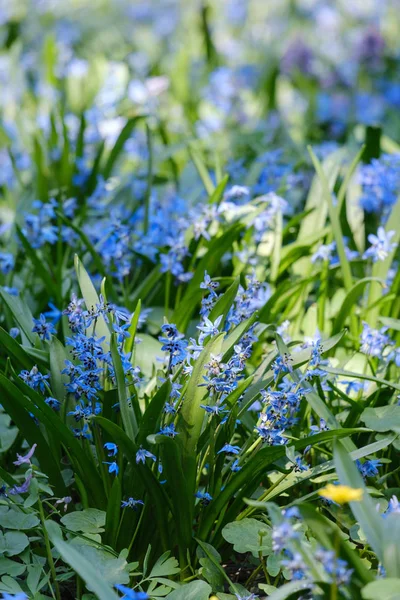 Little blooming blue flowers — Stock Photo, Image