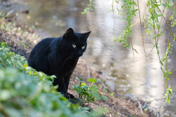 Кот на берегу пруда — стоковое фото