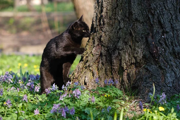 Μαύρη γάτα κοντά σε δέντρο — Φωτογραφία Αρχείου