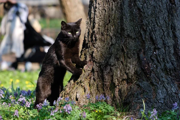 Black cat near a tree — Stock Photo, Image