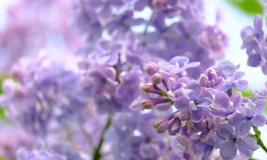 Çiçek açan leylak dalı.