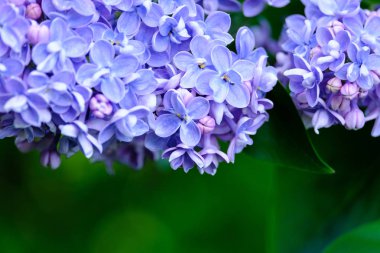 Çiçek açan leylak dalı.