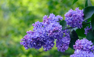 Çiçek açan leylak dalı.