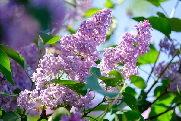 Ramo de lilás florescente — Fotografia de Stock