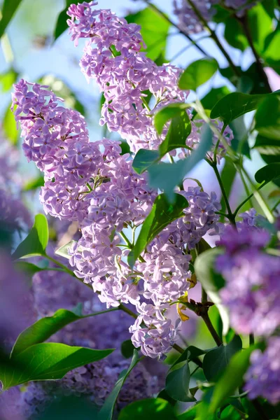 Ramo de lilás florescente — Fotografia de Stock