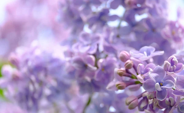 開花ライラックの枝 — ストック写真