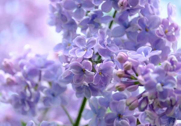 開花ライラックの枝 — ストック写真