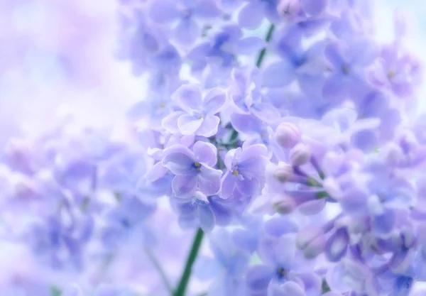 Ramo di lilla fiorita — Foto Stock