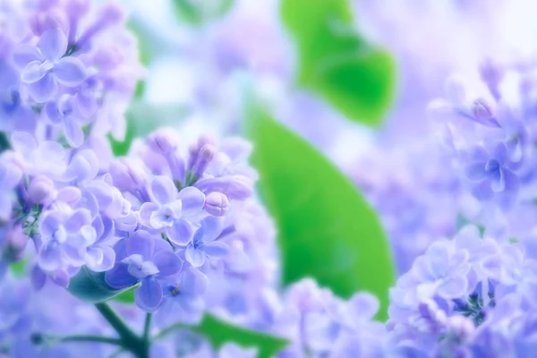 開花ライラックの枝 — ストック写真
