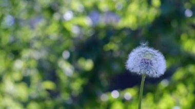 Rüzgarda karahindiba