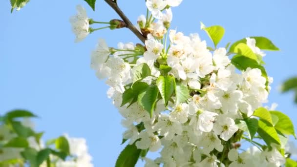 Rama de flores de cerezo — Vídeo de stock