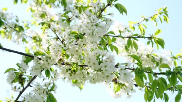 Ramo di fiori di ciliegio — Video Stock