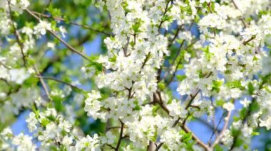 kiraz çiçekleri Şubesi