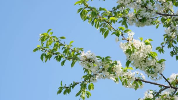 Branche de fleurs de cerisier — Video