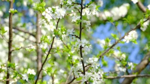 Branch of cherry blossoms — Stock Video