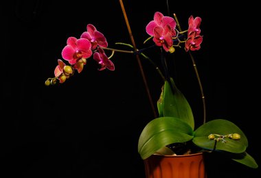 Siyah güzel kırmızı orkide