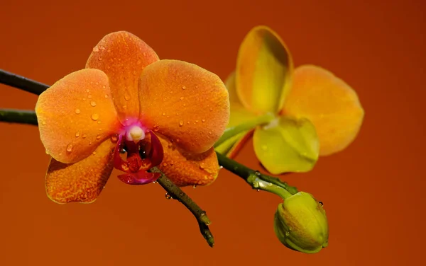 Belle orchidée orange sur orange — Photo