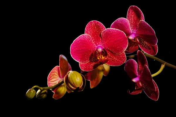 Orquídea vermelha bonita em preto — Fotografia de Stock