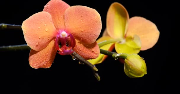 Orquídea cor de laranja bonita em preto — Vídeo de Stock