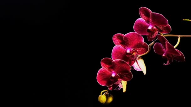 Hermosa orquídea roja sobre negro — Vídeo de stock